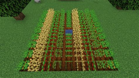 Minecraft Crop Farming Guide Everything You Need To Know