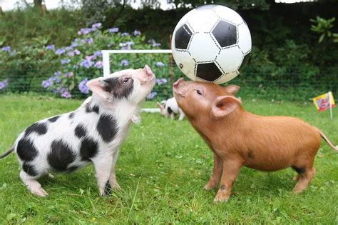 10 Things You Definitely Didnt Know About Pigs