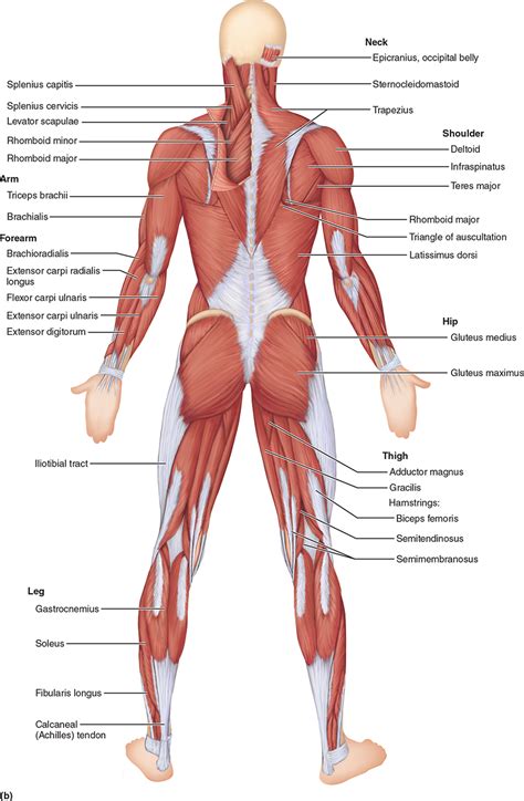 This would be a problem if a joint were controlled by just one muscle. Major Skeletal Muscles of the Body | Muscle anatomy ...