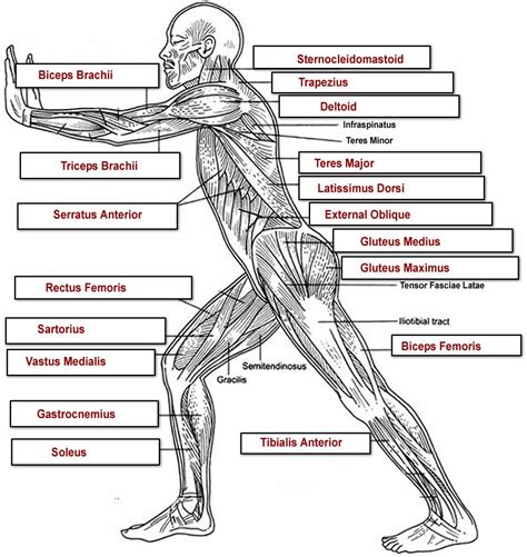 Muscles Labeling Side Body