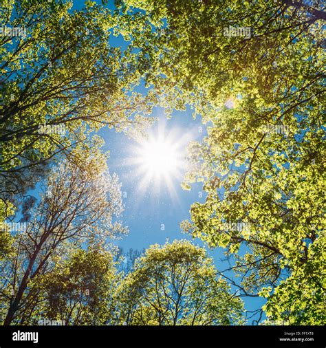 Sun Through Trees Looking Up High Resolution Stock Photography And