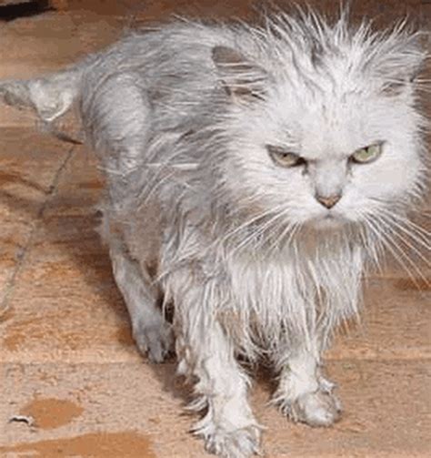 10 Wet Funny Cats Cute Animal Names