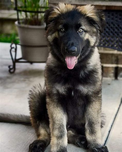 Discover The Secrets Of German Shepherd Click On The Image