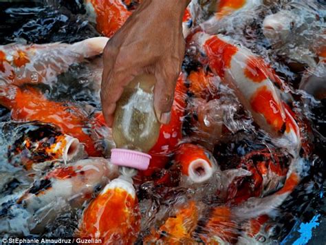 Feeding Koi Fishsave Up To 17