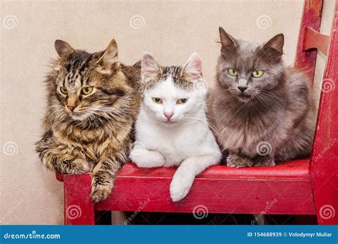 Three Cats Sit On A Chair Manifestation Of Friendship In Animals