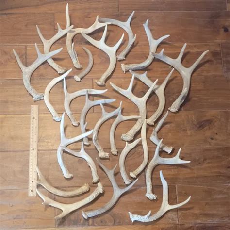 25 Real Shed Whitetail And Mule Deer Antler Horns Bush Craft Taxidermy