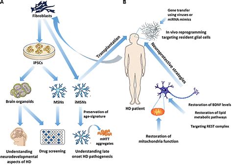 Frontiers Regenerative Approaches In Huntingtons Disease From