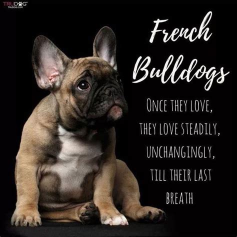 Id Cuddle Him For Ever French Bulldog Quotes French Bulldog Tattoo