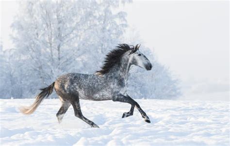 Dapple Grey Stallion Gallop Across Snowy Field Stock Photo Image Of