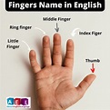 Five Fingers name in English | Interesting about Fingers – Learn ...
