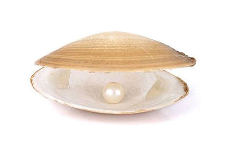 Open Clam Shell Stock Photos Pictures And Royalty Free Images Istock