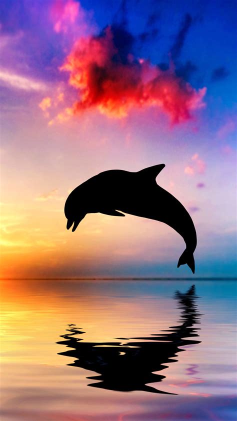 Dolphins Jumping In The Sunset Wallpaper Hq Wallpapers