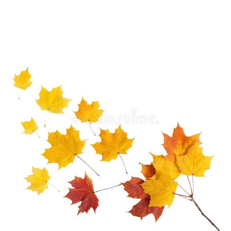 Autumn Golden Leaves Maple Isolated Stock Photo Image Of Natural