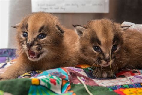 Classified listings of horses for sale in arizona. Oregon Zoo Introduces Newest Caracal Kittens | Caracal ...