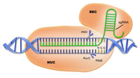 First Human Trial Of Gene Editing Technique Crispr Approved Science