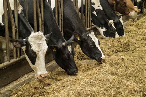 Netnewsledger Opinion Uncertain Future For Canadas Dairy Sector