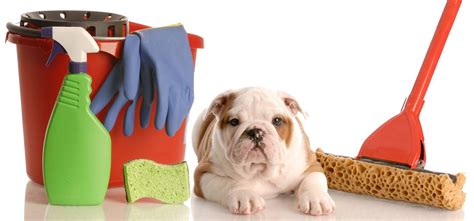 Keep Your Pets Safe From Toxic Cleaning Products Bc Spca