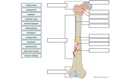 Long Bone Anatomy Labelled