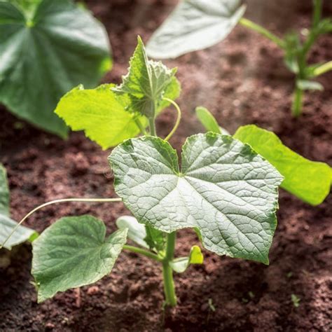 Cucumber Seedlings Plant Stock Photo Image Of Organic 118751816