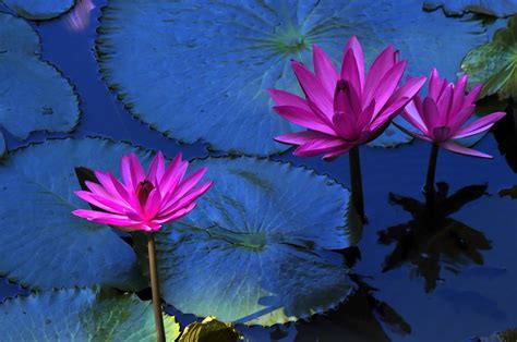 10 Lotus Flower In Water Images Top Collection Of Different Types Of