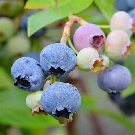 Alapaha Rabbiteye Blueberry Shrub Medium Size Fruit Dark Blue Color