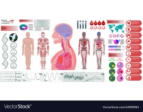 Human Anatomy Body With Internal Organs Royalty Free Vector