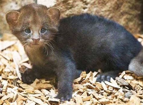 The Jaguarundi Also Called Eyra Cat Is A Small Sized Wild Cat Native