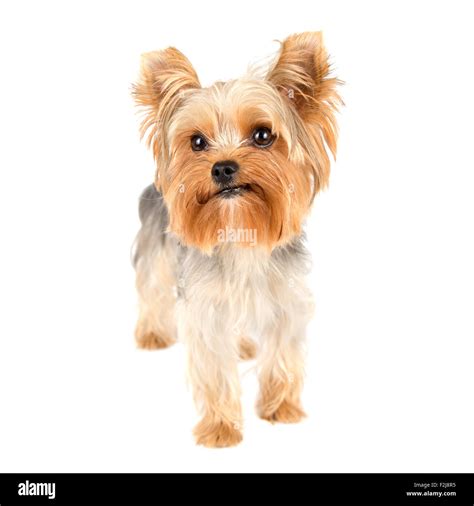 Portrait Of Yorkshire Terrier Pure Breed On White Background Stock