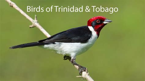 Birds Of Trinidad And Tobago For Windows 8 And 81