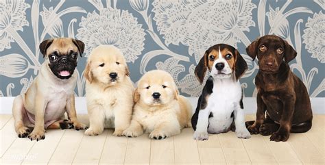 Group Portrait Of Five Adorable Puppies Premium Image By