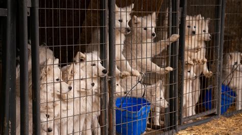 170 Dogs Rescued From Northern Iowa Puppy Mill