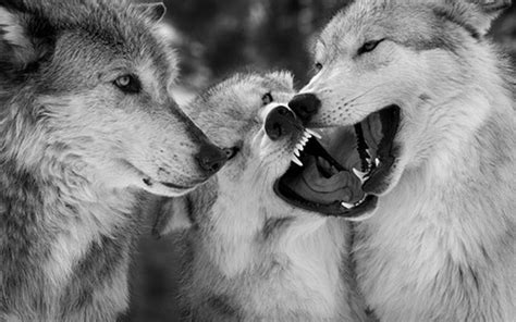 291 free images of wolves. 30 Wolf Backgrounds, Wallpapers, Images, Pictures | Design ...