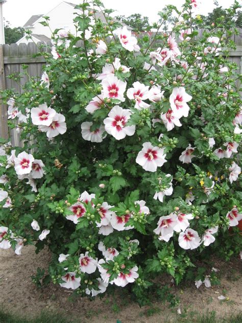 Rose Of Sharon White W Red Center 35 Seeds Attracts Hummingbirds