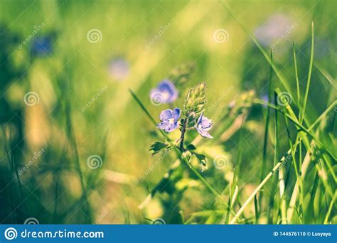 Blurry Background By Many Wild Blue Flowers On Morning On Delicate