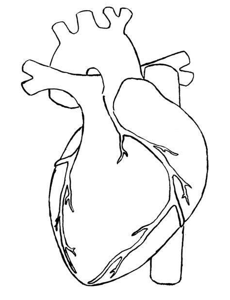 42 How To Draw Simple Heart Diagram  World Of Images