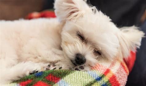赤ちゃんと犬を同居させるメリット・デメリットと安全を守るための注意点 Carazブログ