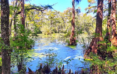 Merchants Millpond The Most Remote State Park In North Carolina