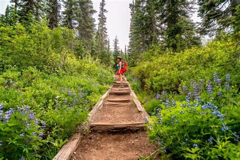 10 Best Wildflower Hikes At Mt Rainier National Park Rainier