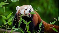 Red Pandas are Picky Eaters and Home-choosers: Why Bamboo is More ...
