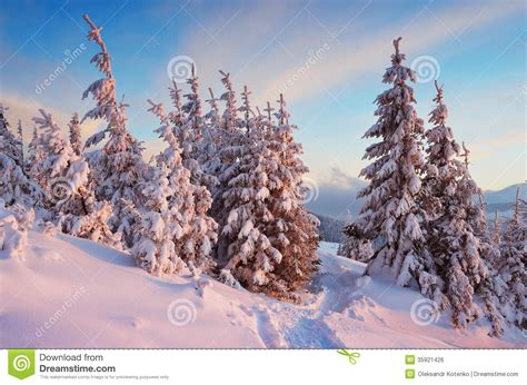 Trail In Winter Forest Stock Photo Image Of Forest Frost 35921426