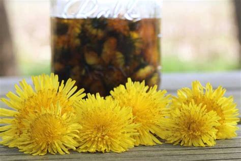 How To Make Dandelion Oil Diy Dandelion Oil Chia Seed Oil Herbal