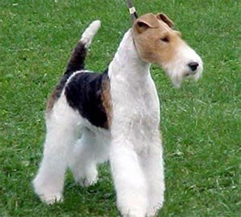 20 Wire Haired Fox Terrier Grooming Tips Hairstylecamp