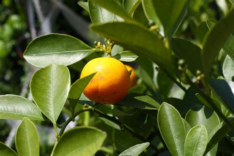 Free Images Nature Branch Fruit Leaf Flower Orange Tree Food