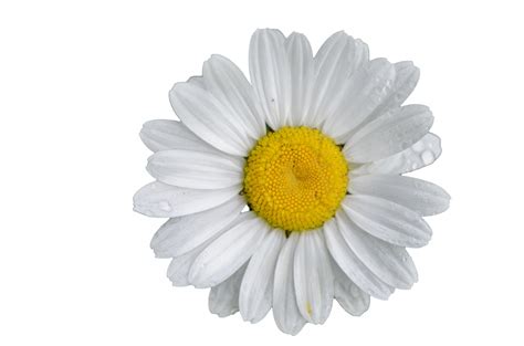 Gänseblümchen Blumen weißer Hintergrund Kostenloses Stock Bild Public