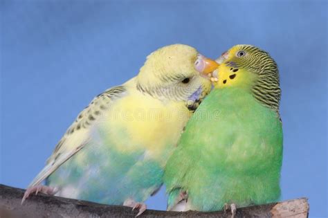 Cute Budgie Pair Stock Image Image Of Femal Parrot Mates 5013461