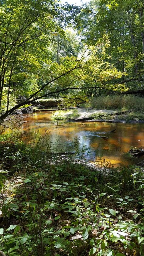 Stream In The Woods Stock Image Image Of Woods Peaceful 153978791