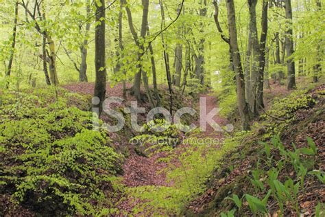 Beech Forest Early Spring Stock Photo Royalty Free Freeimages