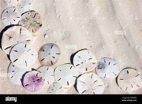 Collection Of Sand Dollars Hi Res Stock Photography And Images Alamy