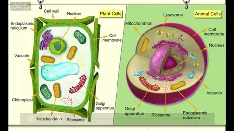 Check spelling or type a new query. AC Life Science: Comparing Plant and Animal Cells for ...