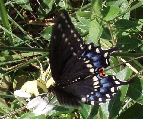 Eastern Black Swallowtail Butterfly Photo By Kelly Jacobs In Hernando